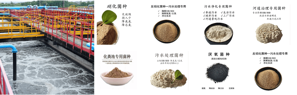 平谷常见的污水处理菌种的种类及其作用